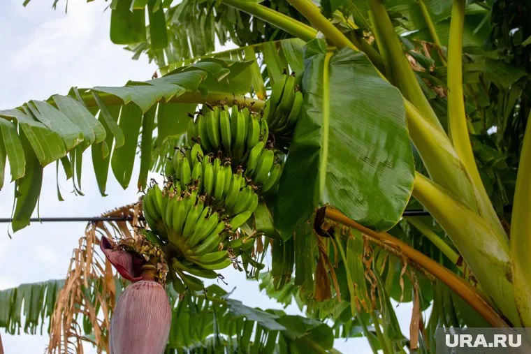 Тропическое растение вырастили в заповеднике «Вишерский» (архивное фото)