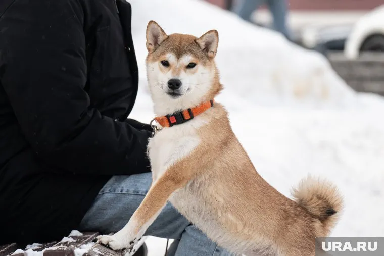 Создание площадок для выгула собак повысит качество городской среды