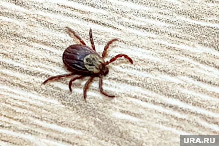 В Челябинской области отмечается небывалое нашествие клещей 