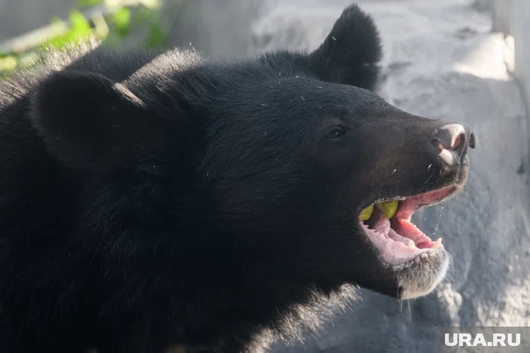 Косолапые облюбовали помойки и брошенный урожай (архивное фото)
