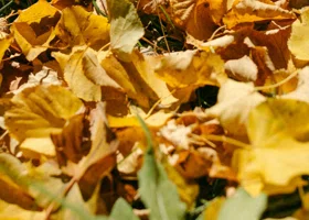 Терапевт заявил об опасности осенней листвы