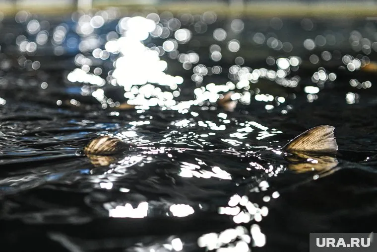 В соцсетях мужчина предложил угадать вес рыбы