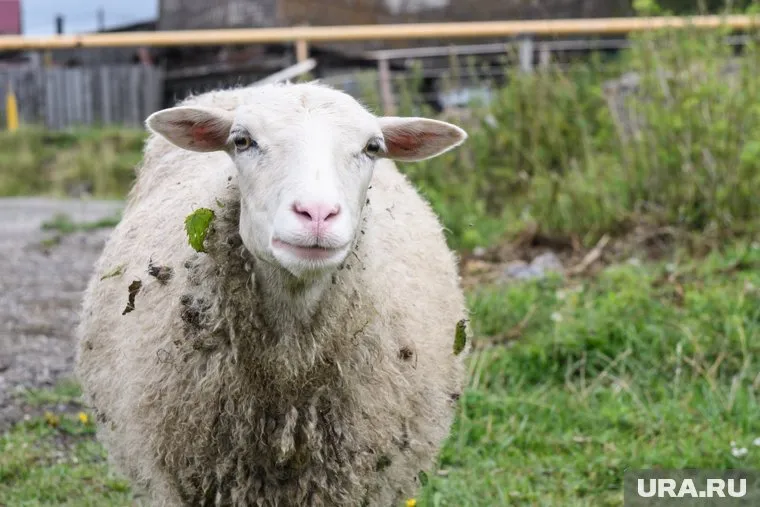 13 июля 2025 отмечаются самые разные праздники