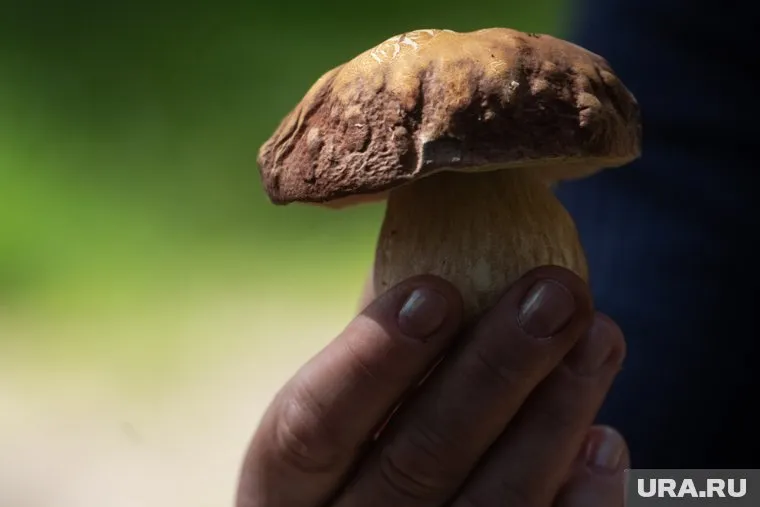 Только в одном месте собрали 18 ведер грибов