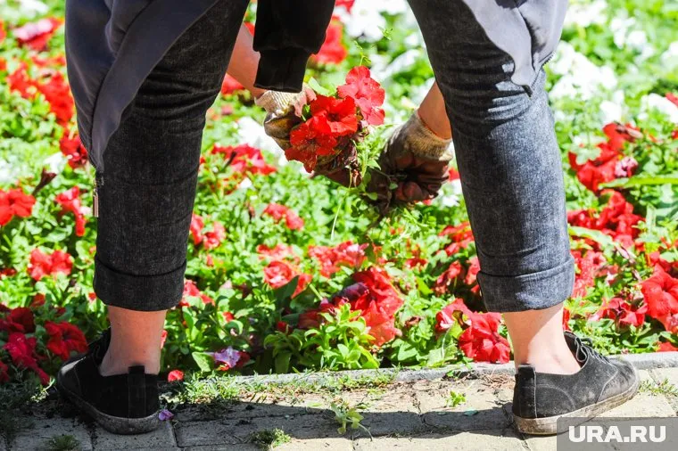 Самой распространенной болезнью всех садоводов является гипертонический криз