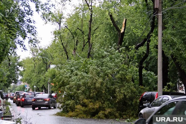 Шквалистый ветер валил деревья в Свердловской области