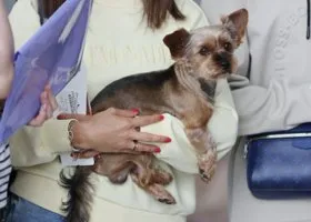 В Госдуме хотят принять закон об обязательной регистрации животных