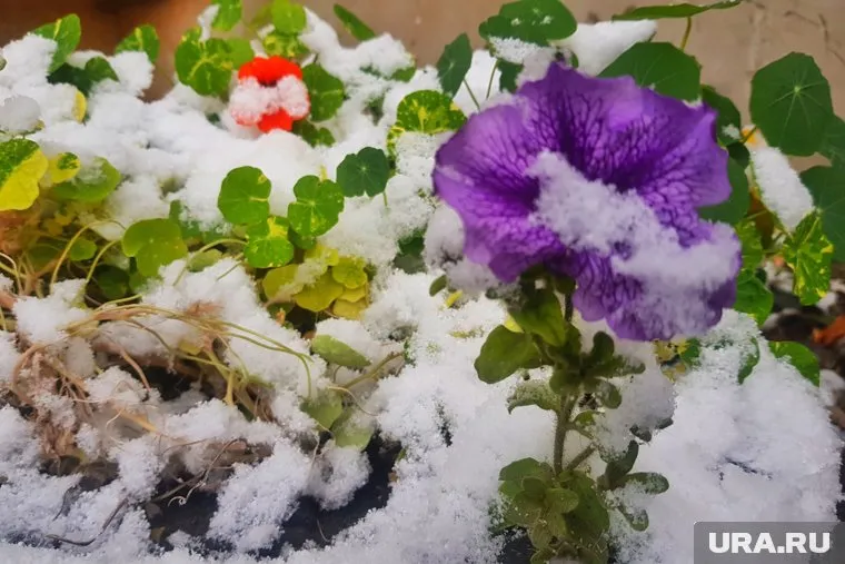 Ночные холода затянутся для челябинцев больше, чем на неделю