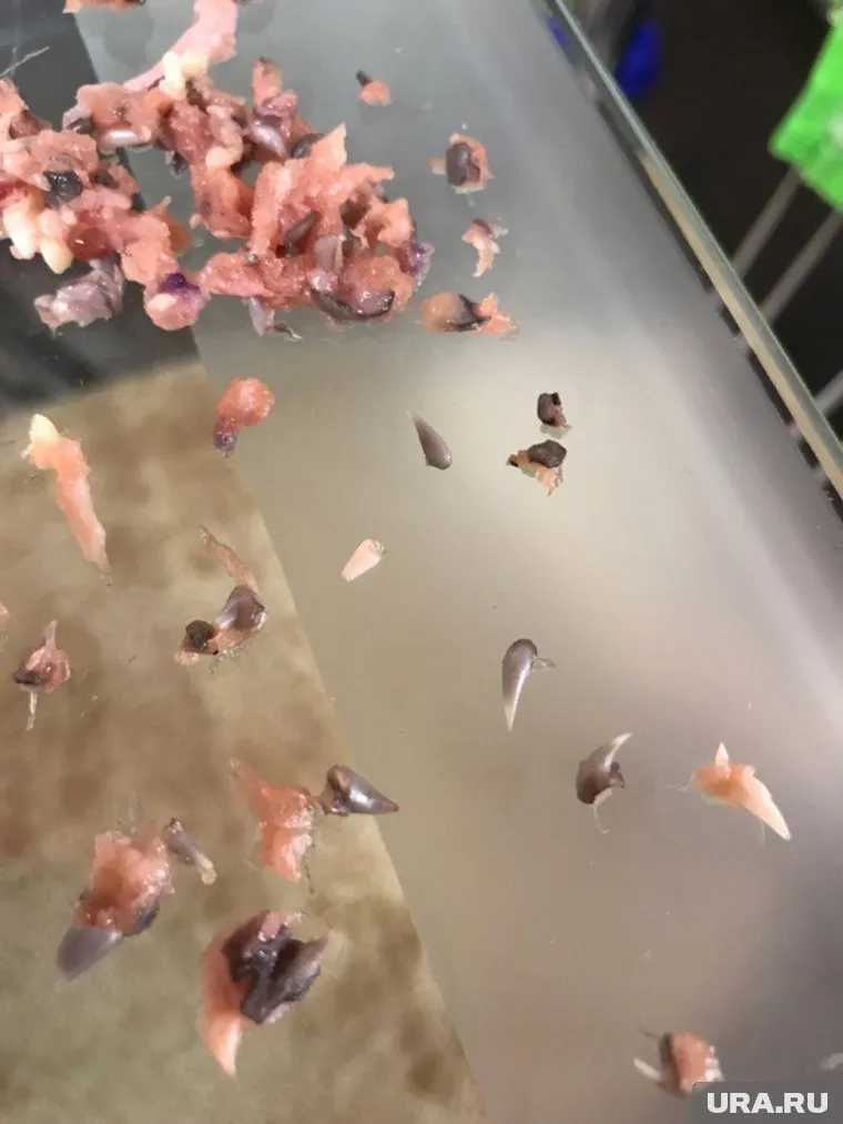 Неаппетитное зрелище