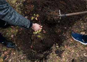 Моор собрал волонтеров на высадку 17 гектаров леса в Тюменской области