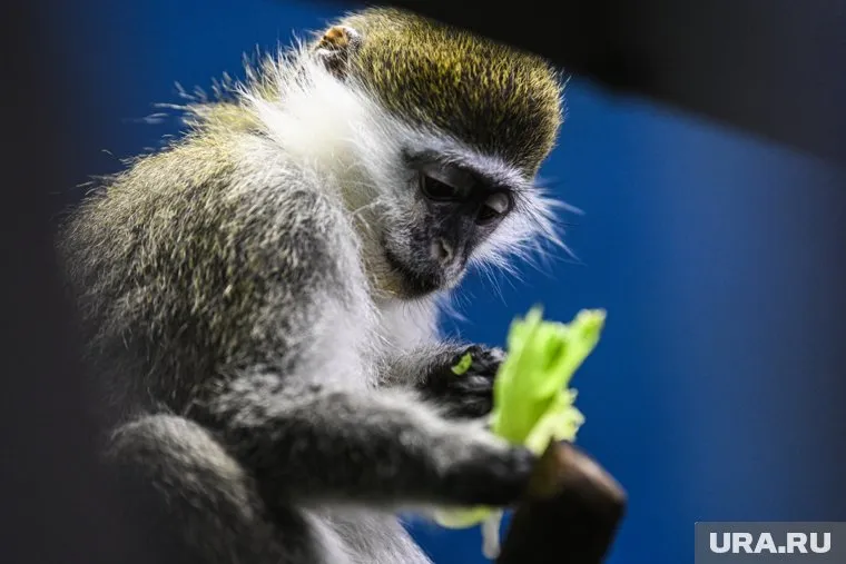 Оспа обезьян подтверждена на Украине