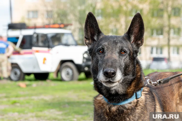 Собака укусила девочку в Кургане (архивное фото)