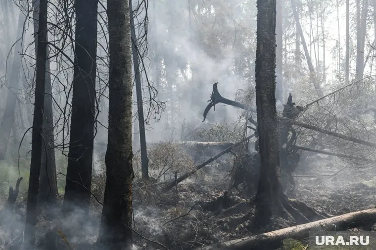 Большинство лесных пожаров происходят по вине человека, отметил Владимир Клименко