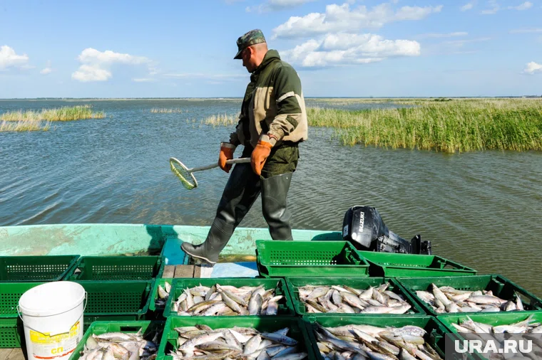 Рыбоводческие хозяйства Челябинской области предлагают все больше вакансий