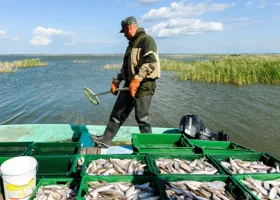 Специалистам рыбного хозяйства Челябинской области предлагают зарплату более 79 тысяч рублей