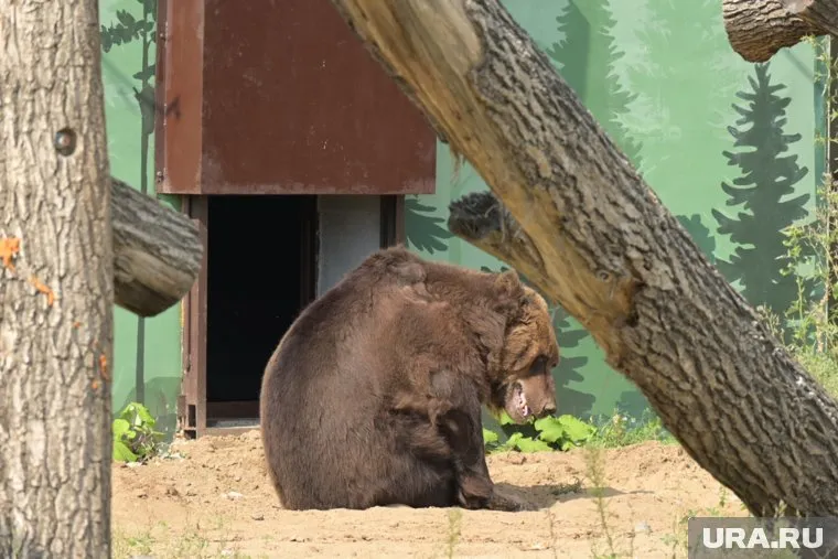 Инцидент с возрастным медведем произошел в день официального открытия нового зоопарка