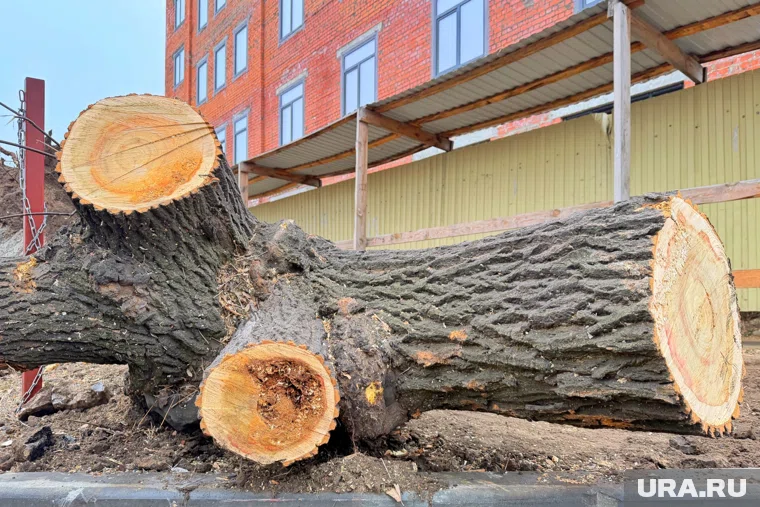 На улице Куйбышева зачищают газоны от старых деревьев