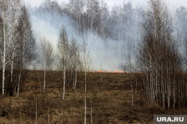 Курганские леса запретили посещать из-за пожаров