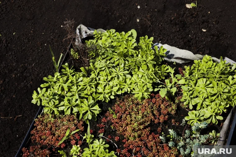 Мошенник фотографирует не высаженные растения и продает их через сайты объявлений