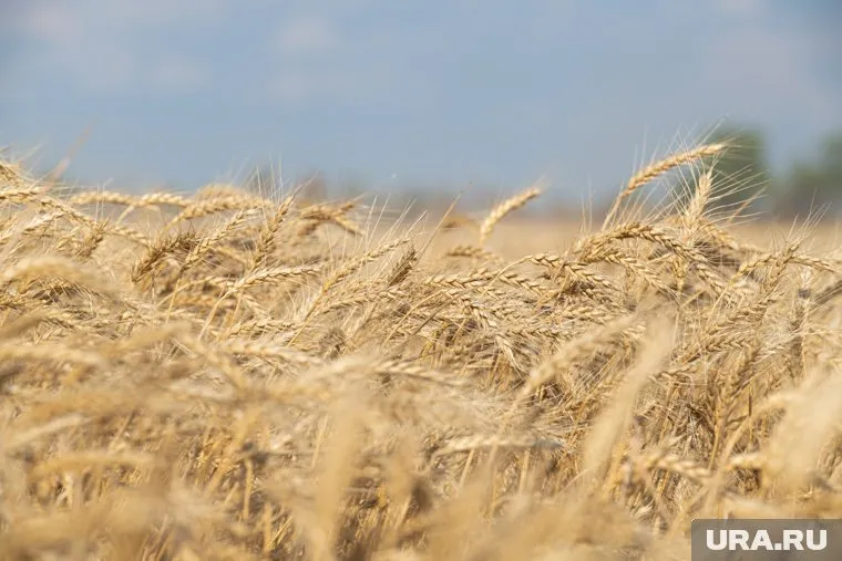 Россию не устраивают результаты экспорта в рамках зерновой сделки, заявил Василий Небензя