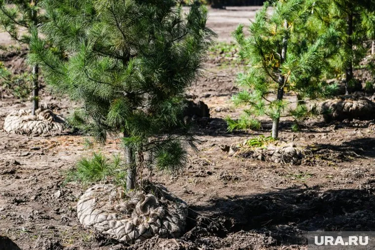 Под Юлдусом высадили молодые сосны на месте сгоревшего леса
