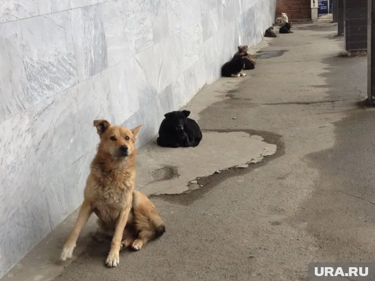 Пермяки начали борьбу с убийцами животных