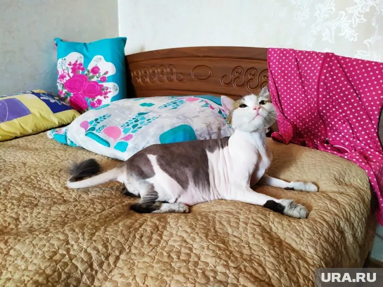 Челябинский кот Леша героически спас хозяйку во время пожара