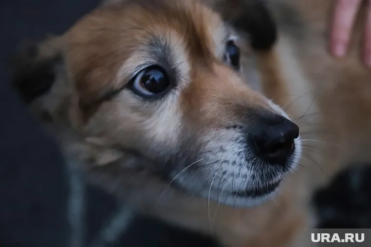 Многим участникам дискуссии стало жаль собаку (архивное фото)
