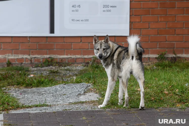 Животное напало на ребенка на игровой площадке