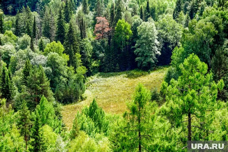 Глава омского минздрава Александр Мураховский три дня скитался в лесу