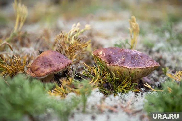 Жительница Березников похвасталась урожаем грибов без червей
