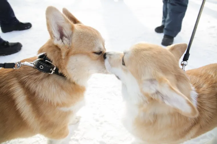 Собака-обнимака. Пермь