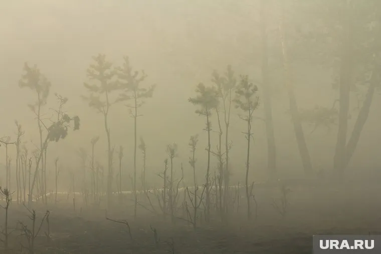 Правительство упростит порядок выплат пострадавшим от лесных пожаров и потопов