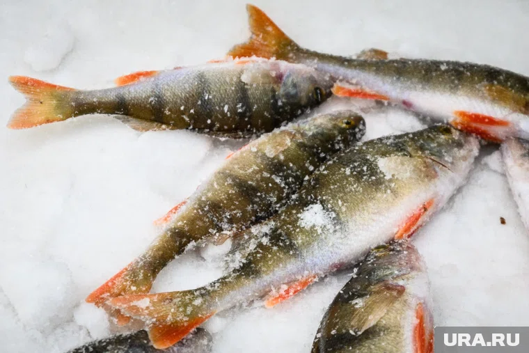 Окуни ловятся в Курганской области