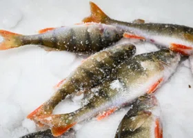 Курганец наловил кучу окуней на озере Школьном