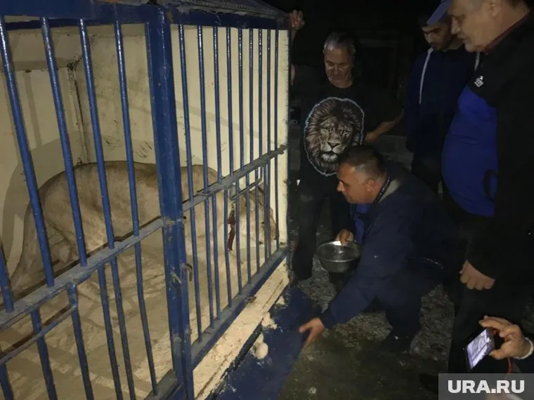 Министр экологии Сергей Лихачев (справа) решил отправить львицу в приют Карена Даллакяна