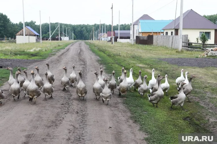 Курганское предприятие-банкрот распродает имущество села и производства