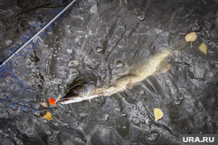 Гигантских щук удалось поймать в карьере Нефтеюганского района