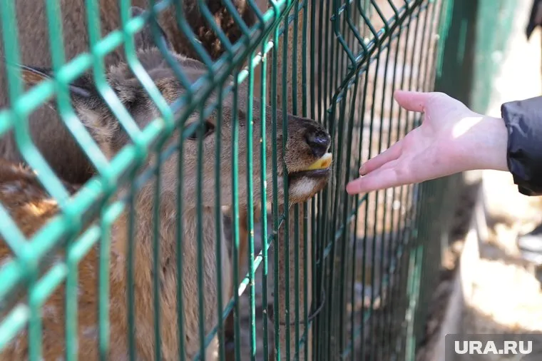 Изъятого детеныша передали в экологический фонд «Спаси меня» для дальнейшей реабилитации (фото из архива)