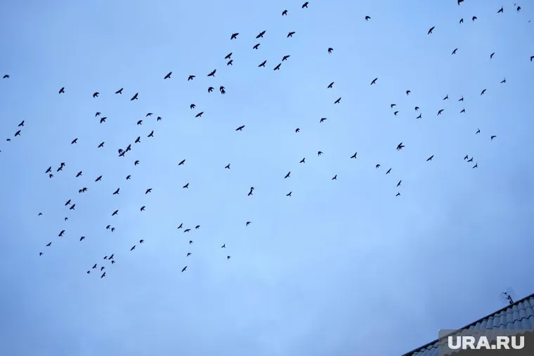 Самолет мог столкнуться с птицами