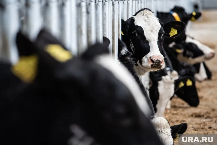 Биоматериал быков используют для разведения скота