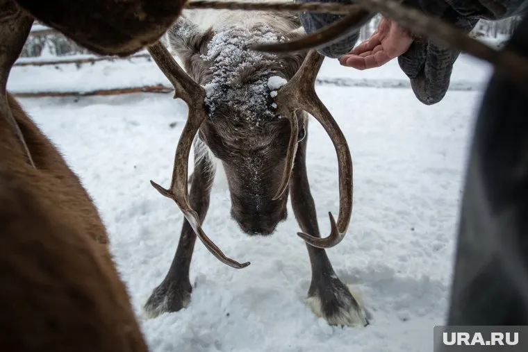 Бизнес на рогах приносит оленеводам больше денег, чем продажа мяса
