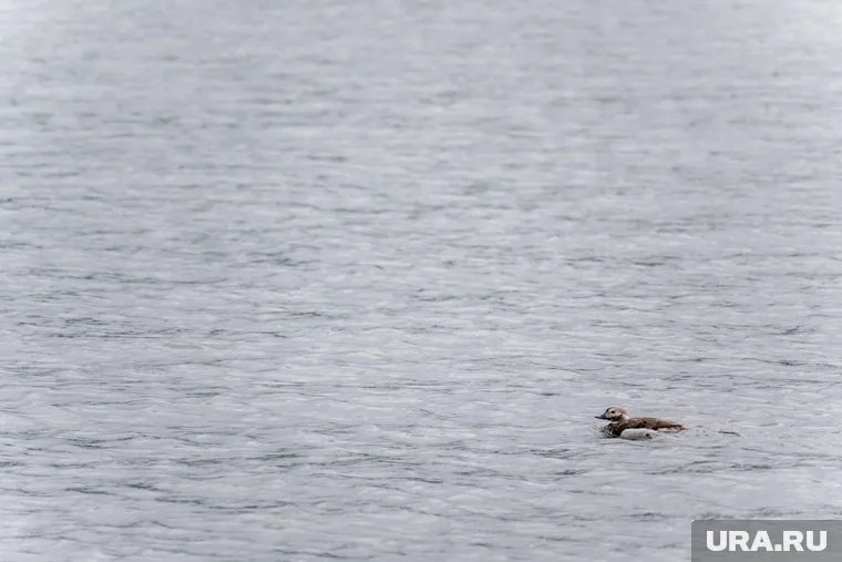 На Волге перевернулся катер
