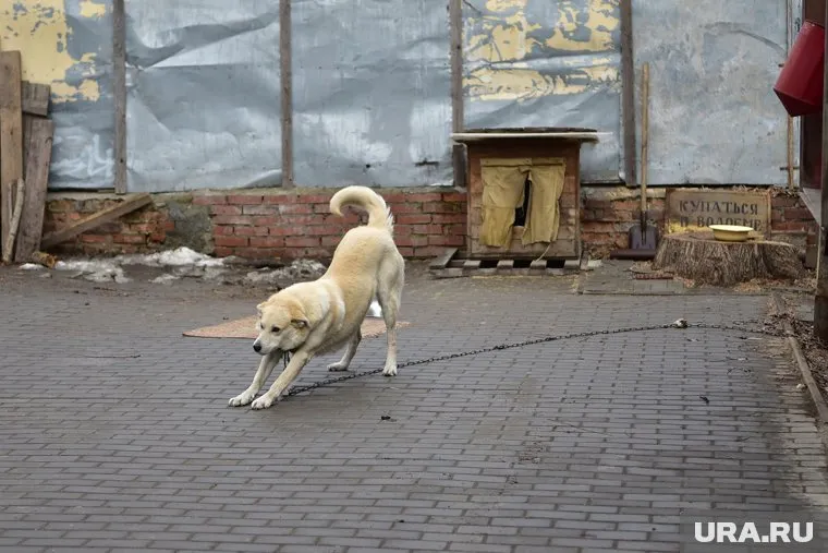 Собака укусила двух детей 