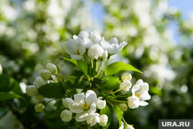 На Урале весна окажется вовремя, но москвичам придется ее подождать