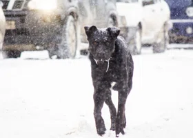 В ЯНАО мэрия выплатит компенсацию ребенку, которого укусила бродячая собака