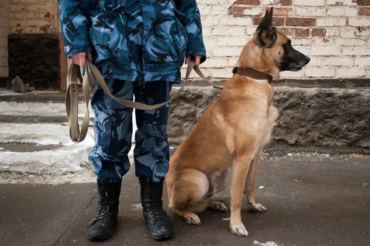 Следственный изолятор №1 (СИЗО). Екатеринбург, кинолог, пес, служебная собака, собака, полиция, кинологическая служба, полицейская собака