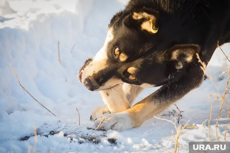 К счастью, обошлось без травм и жертв