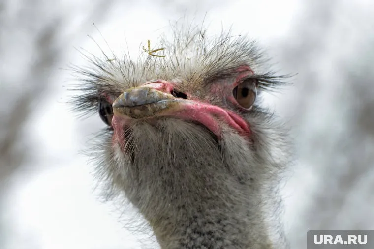 На базе отдыха есть уникальный объект — ферма страусов