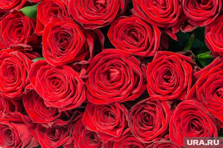 Существует около 100 видов роз